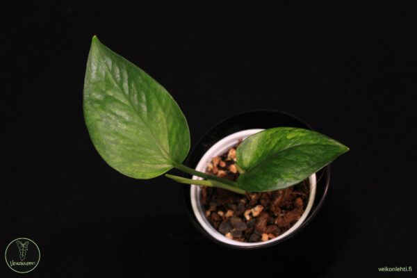 Epipremnum Aureum Jessenia - Image 2