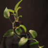 Epipremnum Aureum Jessenia