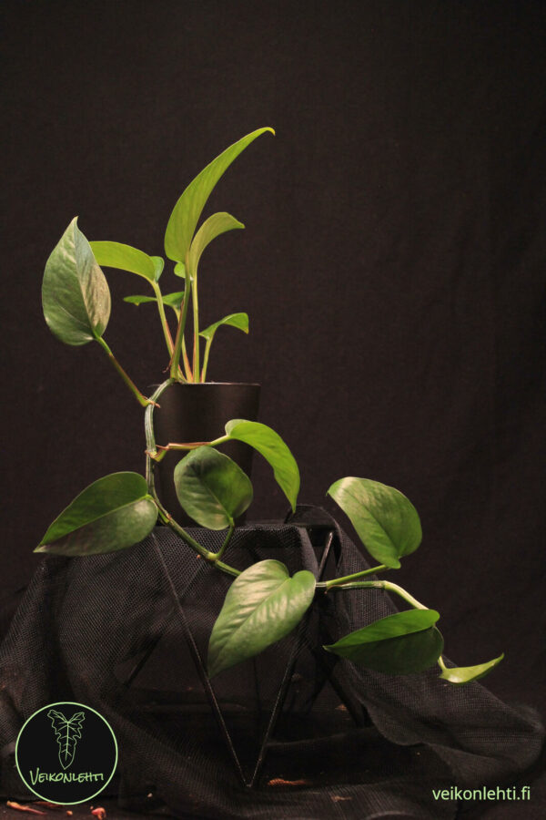 Epipremnum Aureum Jessenia