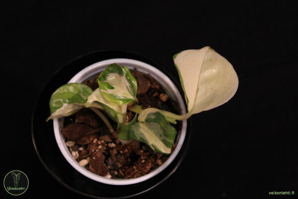 Epipremnum Aureum Manjula - Image 2