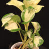 Epipremnum Aureum Manjula