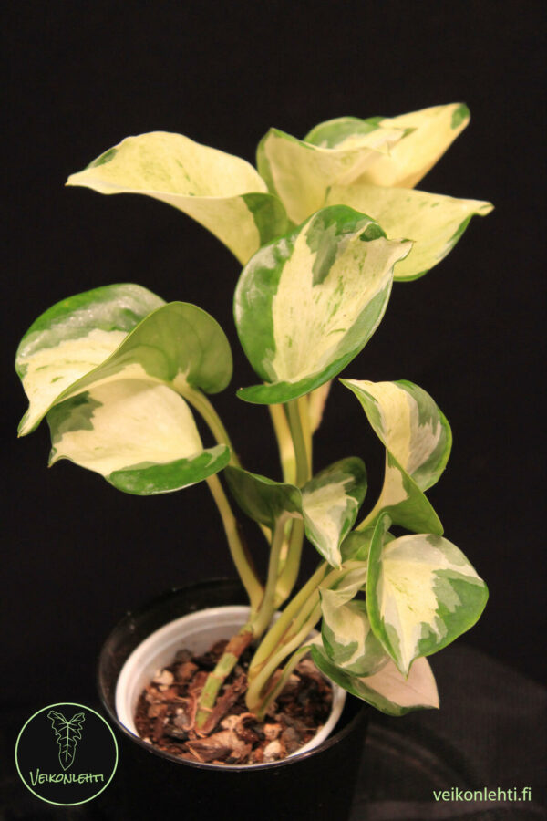 Epipremnum Aureum Manjula
