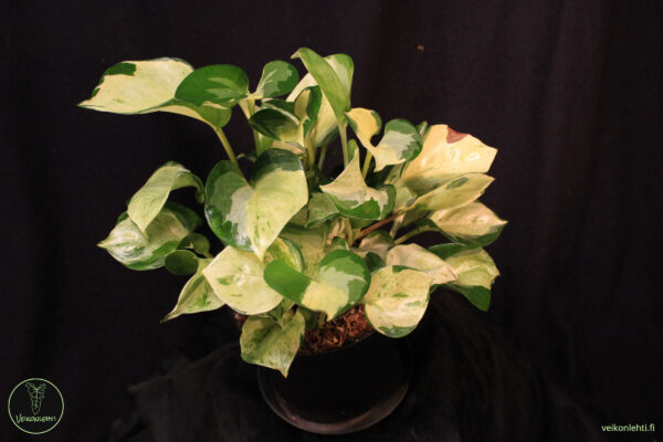 Epipremnum Aureum Manjula