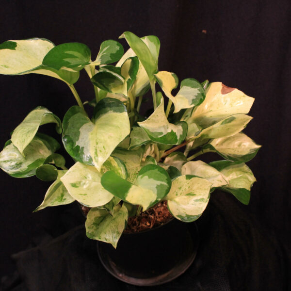 Epipremnum Aureum Manjula