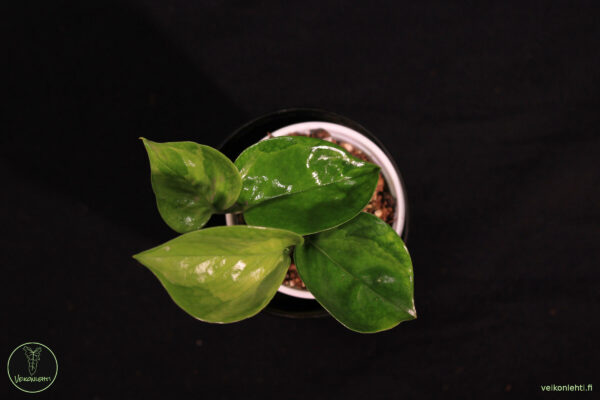 Epipremnum Aureum Manjula (taantunut)