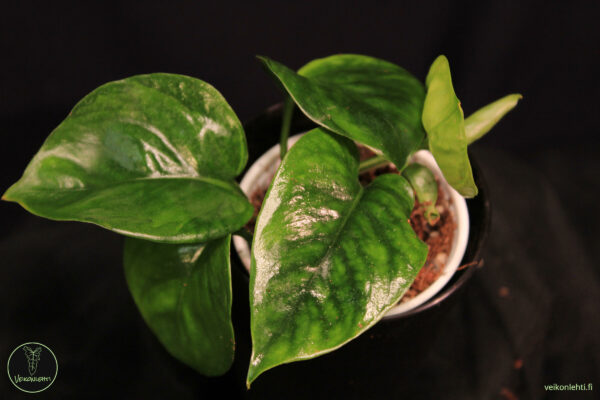 Epipremnum Aureum Manjula Taantunut