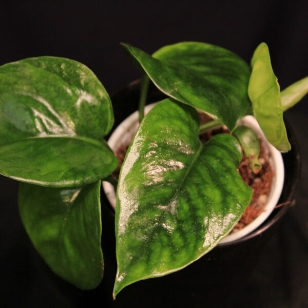 Epipremnum Aureum Manjula Taantunut
