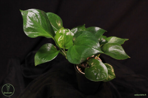 Epipremnum Aureum Manjula Taantunut