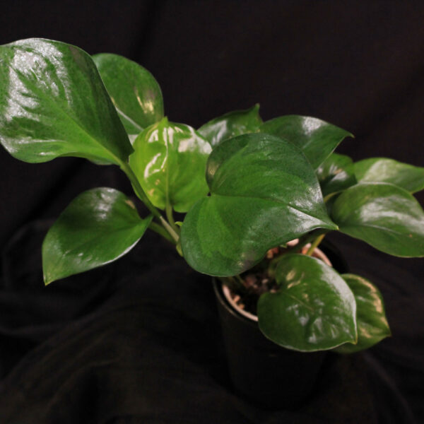 Epipremnum Aureum Manjula Taantunut