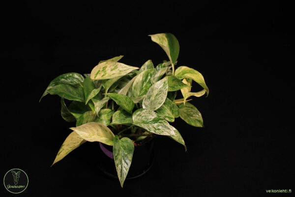 Epipremnum Aureum Marble Queen