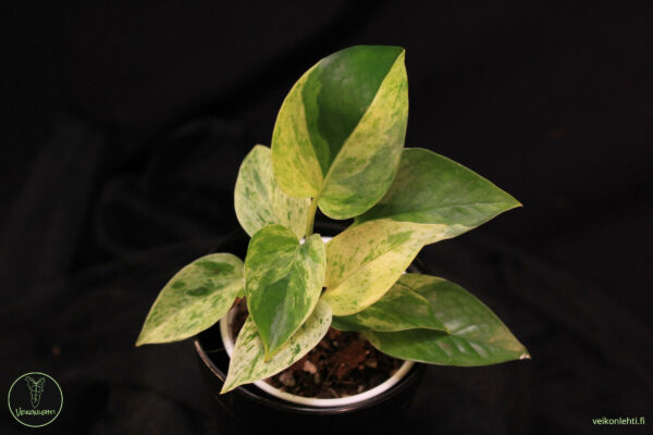 Epipremnum Aureum Marble Queen