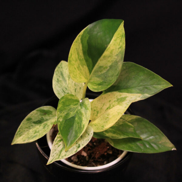 Epipremnum Aureum Marble Queen