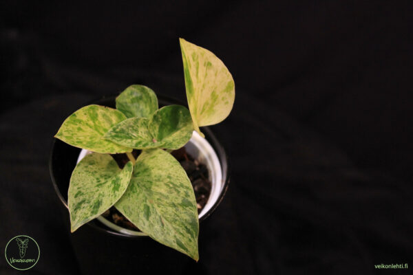 Epipremnum Aureum Marble Queen