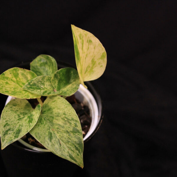 Epipremnum Aureum Marble Queen