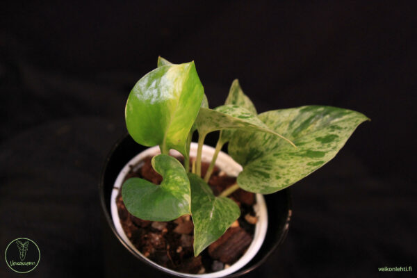Epipremnum Aureum Marble Queen