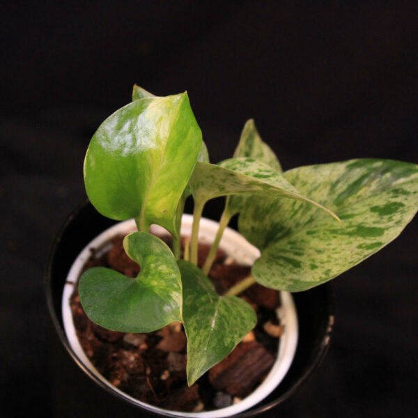 Epipremnum Aureum Marble Queen
