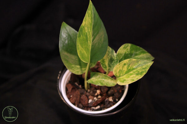 Epipremnum Aureum Marble Queen