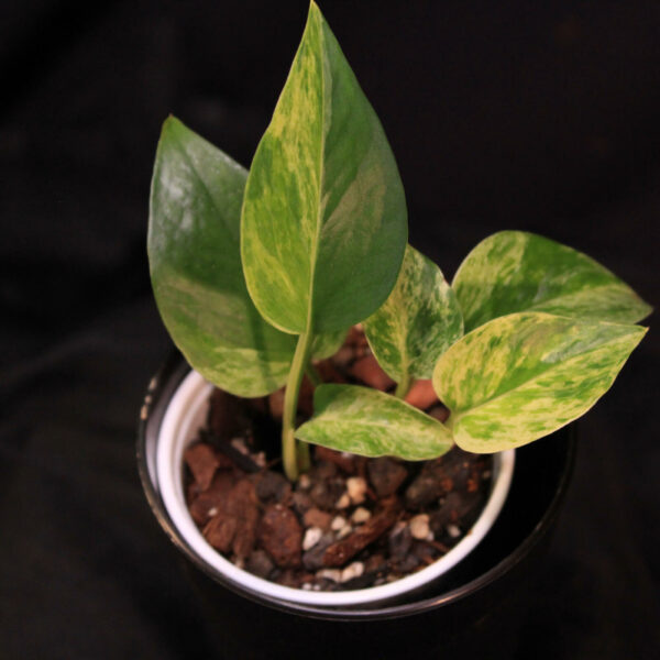 Epipremnum Aureum Marble Queen