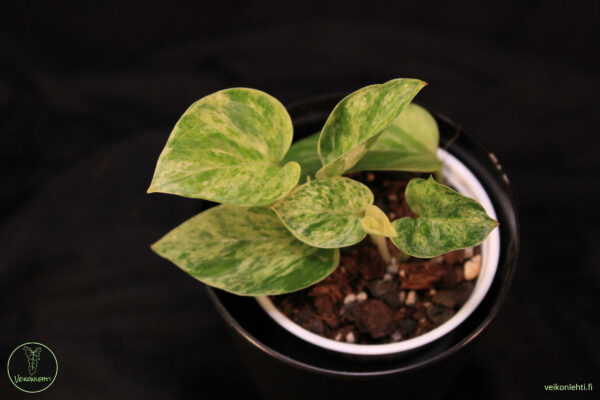 Epipremnum Aureum Marble Queen