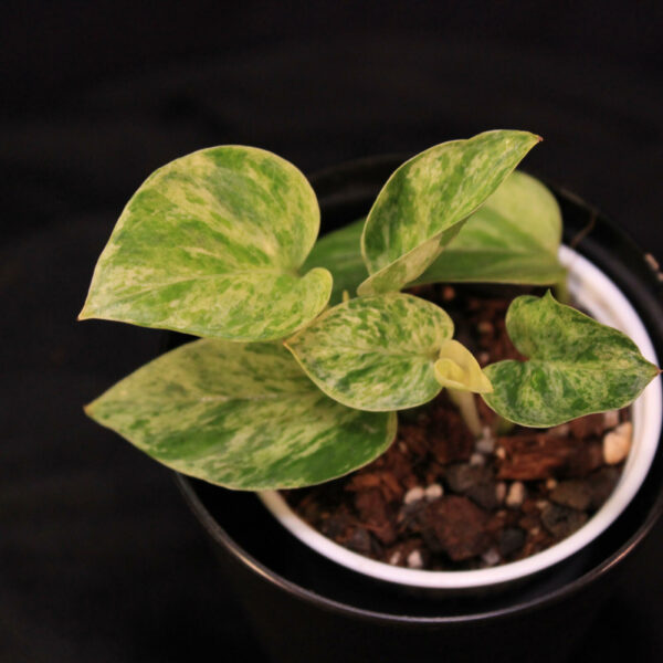 Epipremnum Aureum Marble Queen