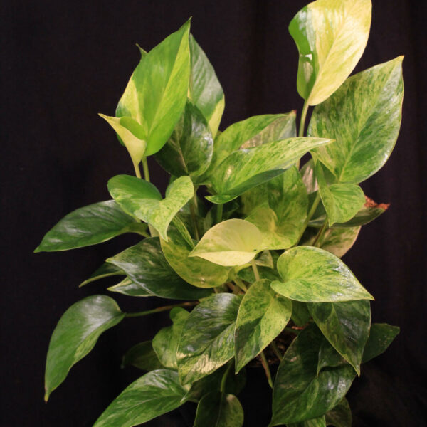 Epipremnum Aureum Marble Queen