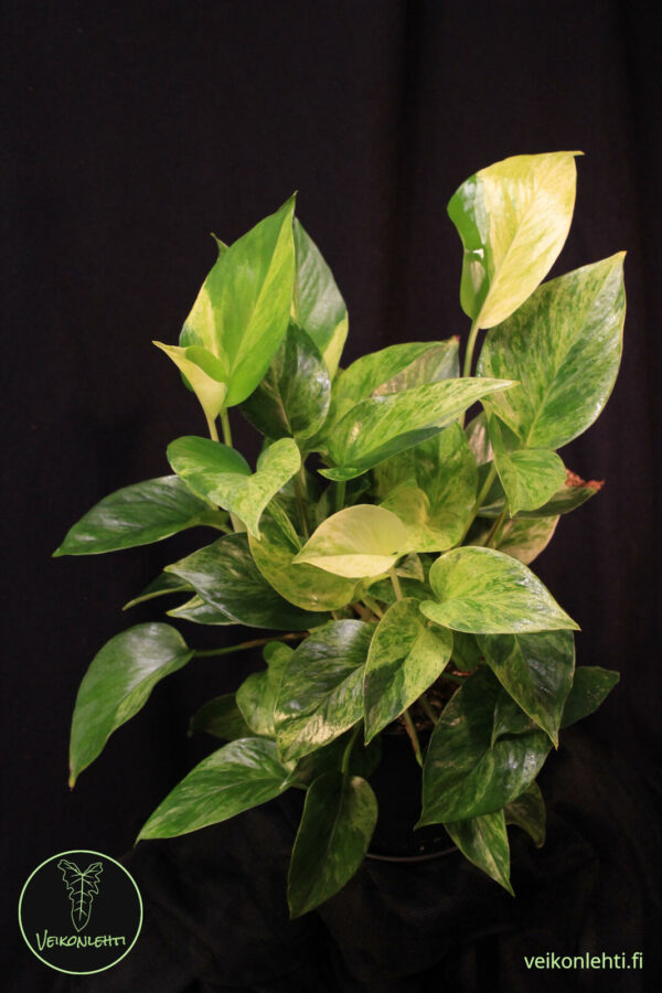 Epipremnum Aureum Marble Queen