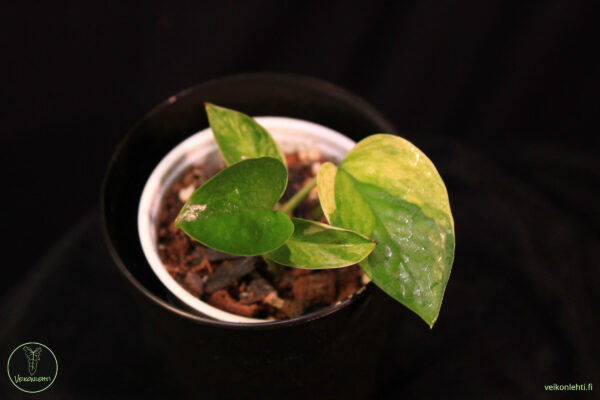 Epipremnum Aureum Marble Queen