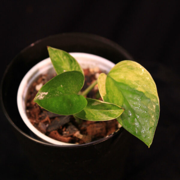 Epipremnum Aureum Marble Queen