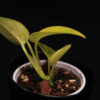 Epipremnum Aureum Neon - Image 2