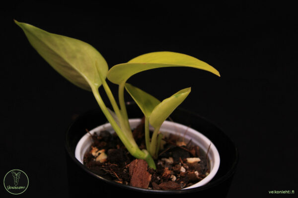 Epipremnum Aureum Neon - Image 2
