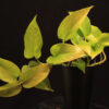 Epipremnum Aureum Neon