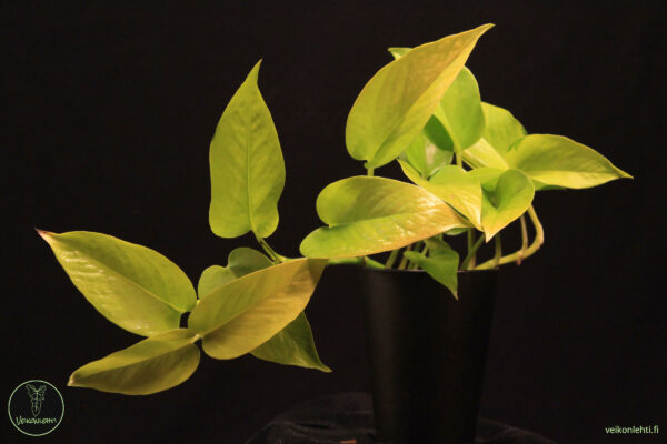 Epipremnum Aureum Neon