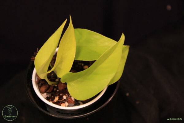 Epipremnum Aureum Neon