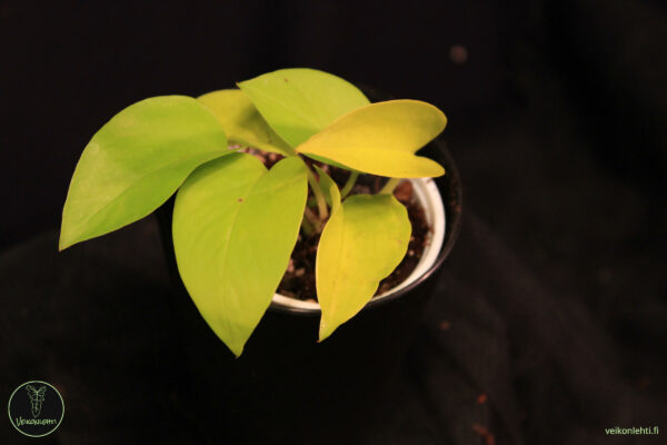 Epipremnum Aureum Neon