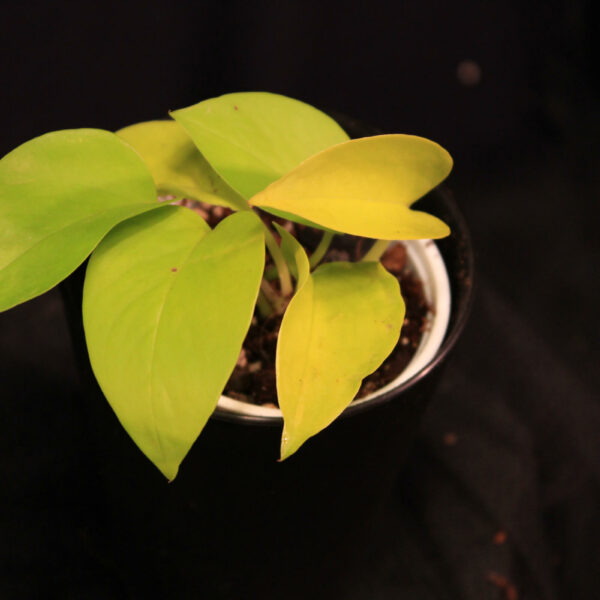 Epipremnum Aureum Neon
