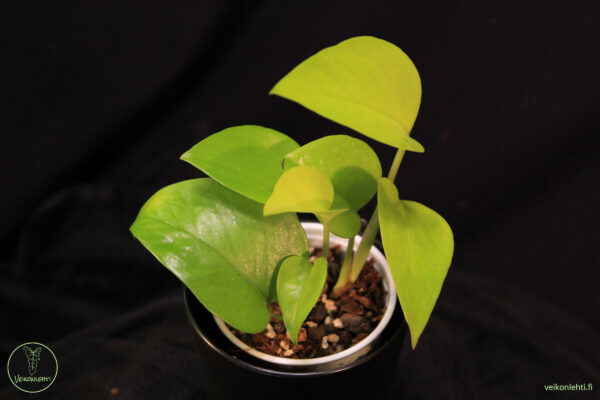 Epipremnum Aureum Neon
