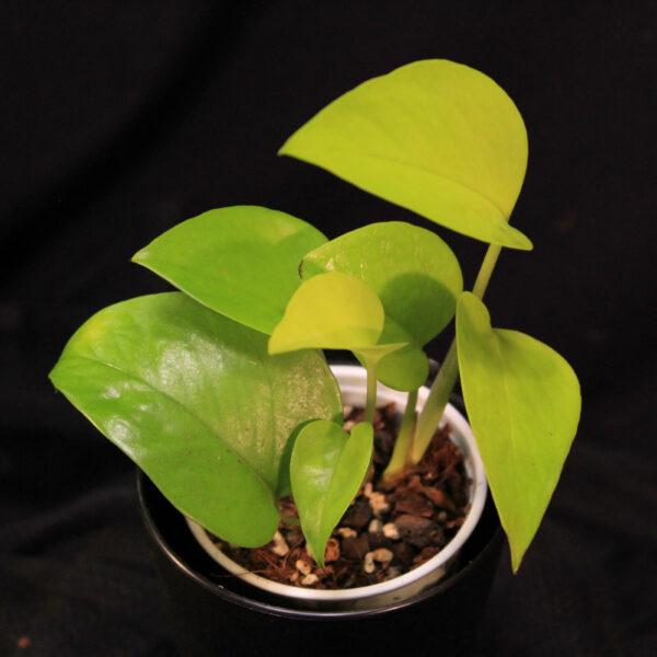 Epipremnum Aureum Neon