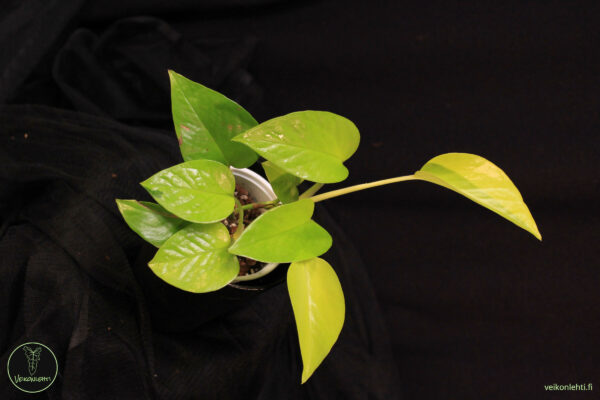 Epipremnum Aureum Neon