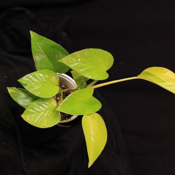 Epipremnum Aureum Neon