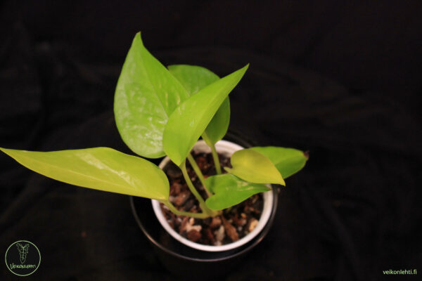 Epipremnum Aureum Neon