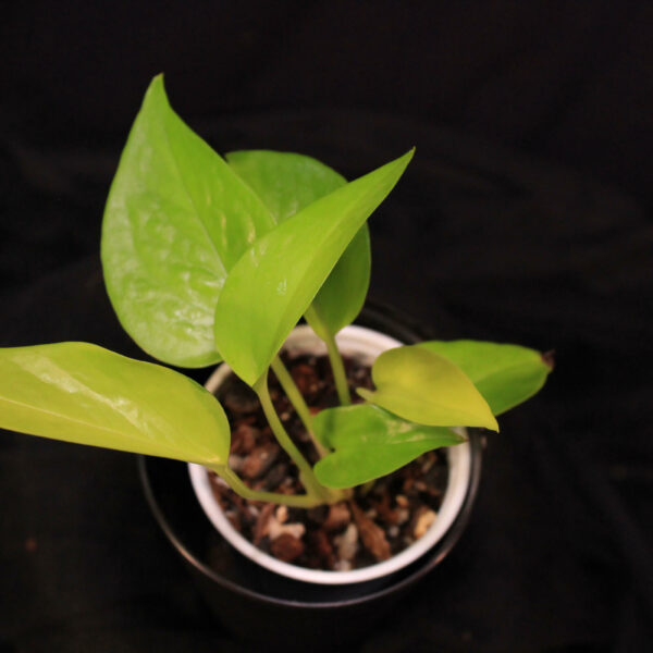 Epipremnum Aureum Neon