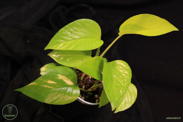 Epipremnum Aureum Neon