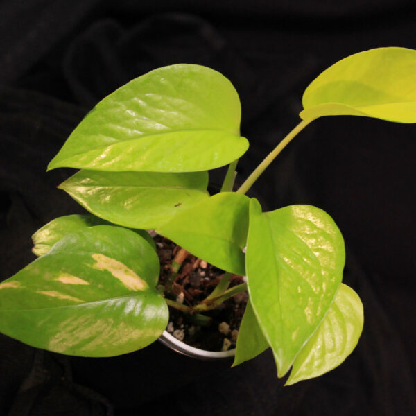 Epipremnum Aureum Neon