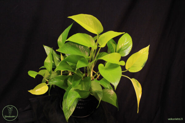 Epipremnum Aureum Neon
