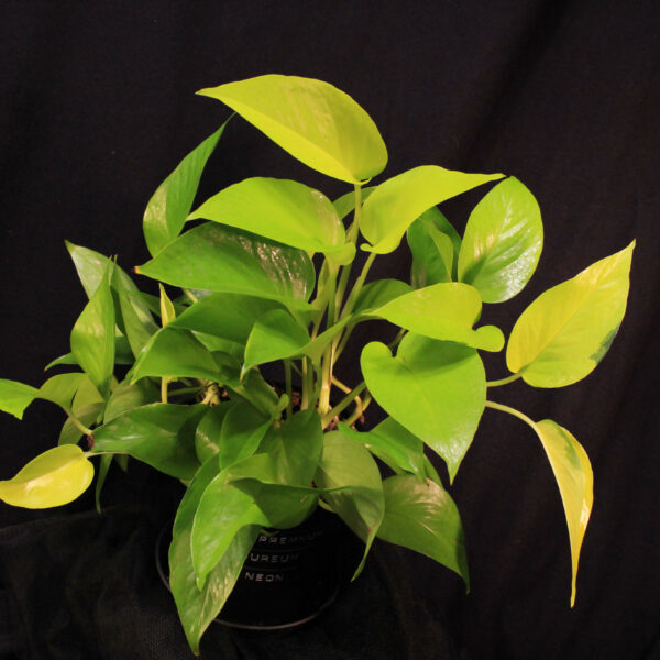 Epipremnum Aureum Neon