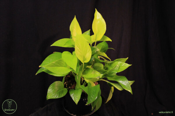 Epipremnum Aureum Neon