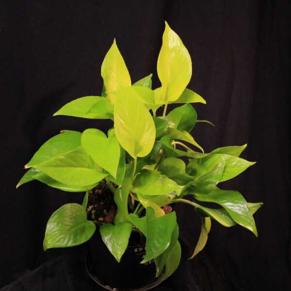 Epipremnum Aureum Neon