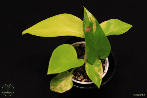 Epipremnum Aureum Neon Variegata