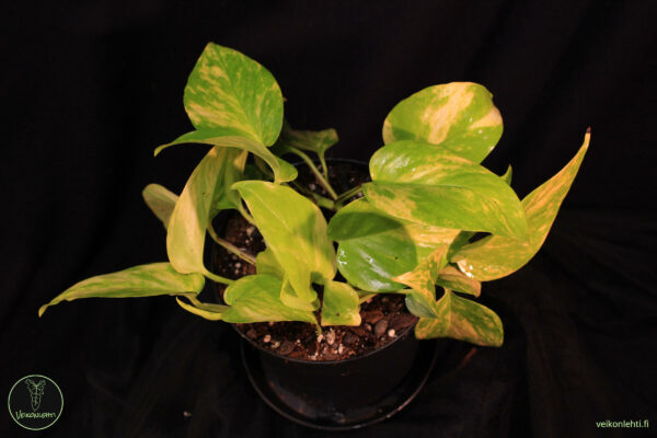 Epipremnum Aureum Neon Variegata