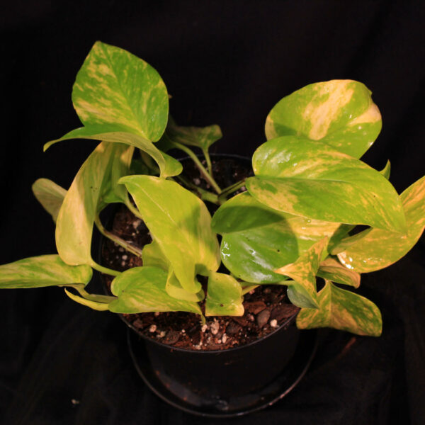 Epipremnum Aureum Neon Variegata